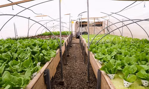  Vườn rau xanh trên mái nhà nằm giữa khu phố cổ Tel Aviv, Israel khiến ai ngắm nhìn cũng ngỡ như đang mơ.