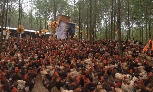 “Giai cuu” lon chua xong, ga lai rot gia manh