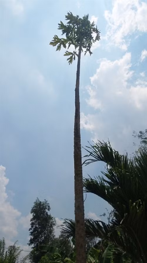 Choang vang cay du du cao gan 10m, cho hang ngan trai-Hinh-2