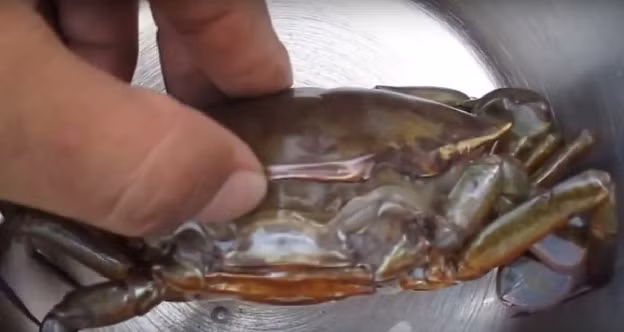 Theo người nuôi, từ đầu năm đến nay, giá cua biển ở Trà Vinh luôn ổn định ở mức cao. Ảnh: Youtube.