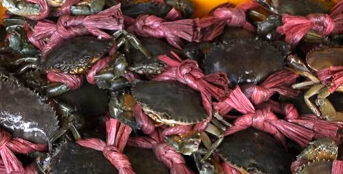 Tan muc cua bien Tra Vinh khong lo 350.000 dong/kg