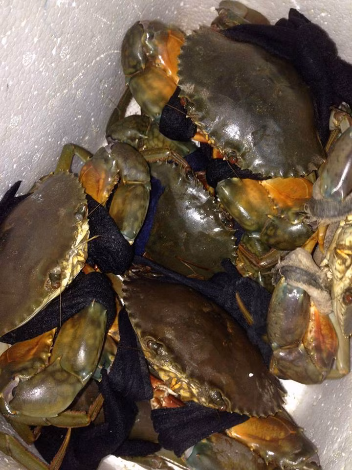 Cua biển đang được nhiều hộ dân Trà Vinh chọn nuôi thay thế cho một vụ tôm sú, tôm thẻ chân trắng cũng như xen nuôi trong mô hình rừng - thủy sản. Ảnh: FB Cua Bien Duyen Hai.