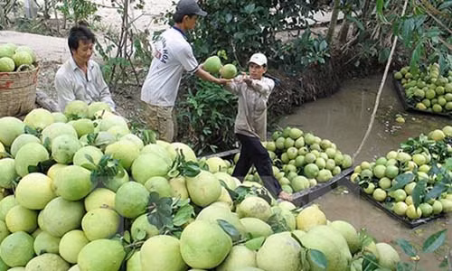 Tại Bến Tre, nhiều thương lái đến tận vườn thu mua bưởi da xanh chưa chín, bưởi non. Ảnh: Người tiêu dùng.