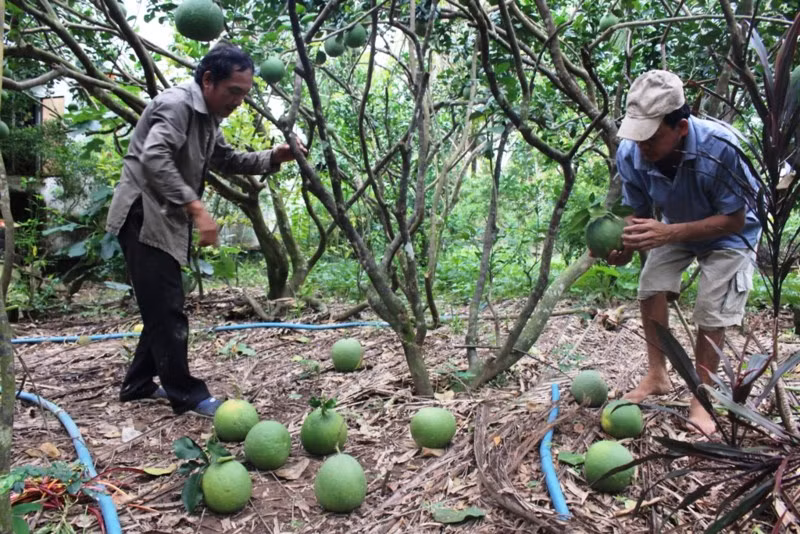 Theo nhiều hộ nông dân trồng bưởi ở Bến Tre, thương lái vào vườn mua bưởi da xanh nhưng không đồng ý cho chủ vườn hái mà phải để thương lái tự hái, sau đó sẽ cân và trả tiền. Ảnh: Plo.