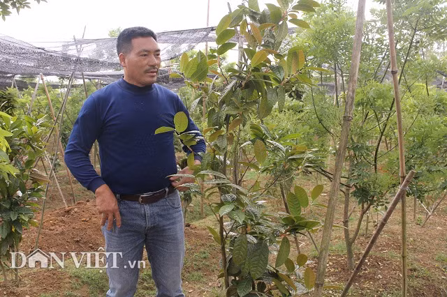 Lieu linh trong “cay cua hiem”: Tuong kho nhan ma lai ngon o
