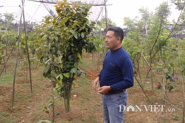 Lieu linh trong “cay cua hiem”: Tuong kho nhan ma lai ngon o-Hinh-3