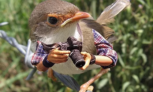 Em là loài chim với bàn tay của một nhiếp ảnh gia chuyên nghiệp. Ảnh: Printest.