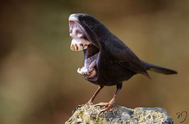 Chú chim với hàm răng của loài khỉ. Ảnh: Viralnova.