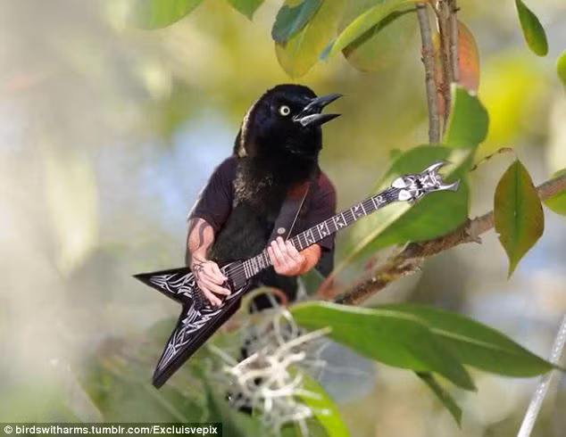 Nghệ sĩ chơi đàn trên ngọn cây. Ảnh: DM.