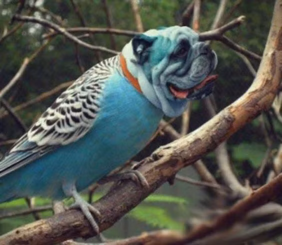 Công nghệ photoshop thật tuyệt biến chú chim với đầu chó lạ mắt. Ảnh: Printest.