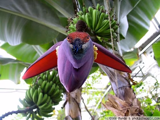 Mình em cong cả buồng chuối trên cây. Ảnh: Photoshop Pix.