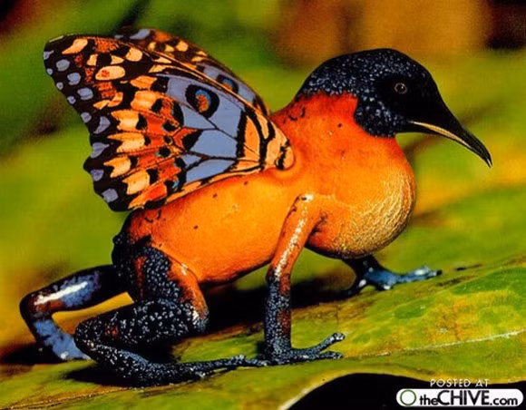 Đầu là của loài chim nhưng chân là của chú ếch và cánh của loài bướm. Ảnh: Thechive.