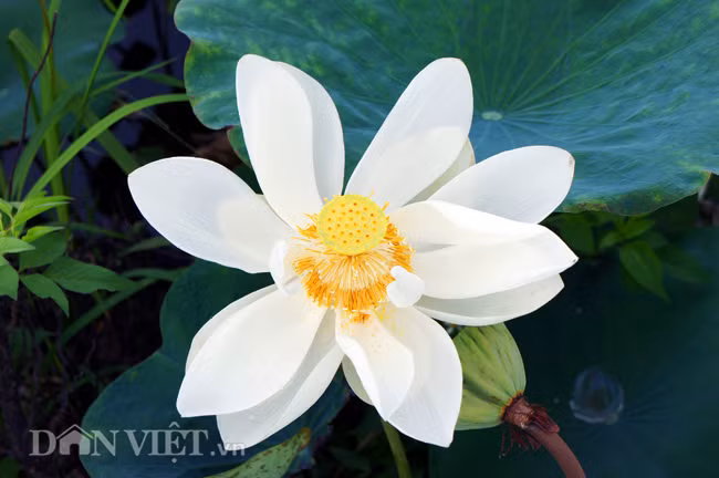 Cận cảnh một bông sen trắng (bạch liên hoa), một loại sen hiếm gặp ở miền Bắc trong giai đoạn nở viên mãn nhất.