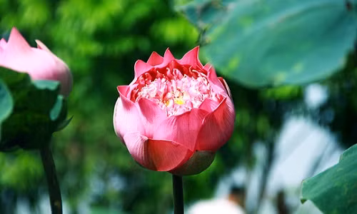 Bo suu tap sen “khung- la- hiem” cua tay choi khet tieng vinh Bac Bo