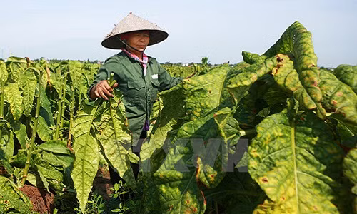 “Say” mui thuoc lao trong mua thu hoach la o Hai Phong