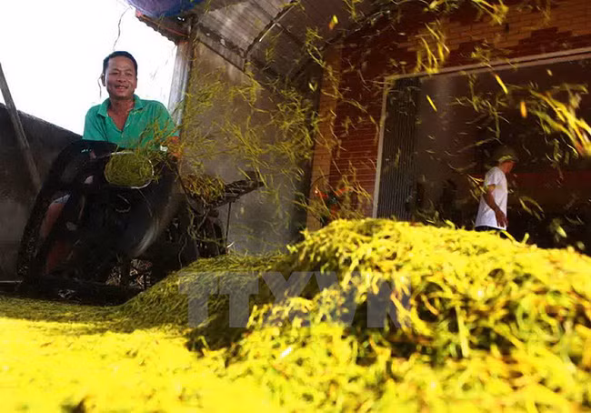 Công đoạn thái thuốc lào. (Ảnh: Lâm Khánh/TTXVN)