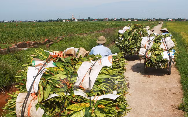 Đặc biệt, một số địa phương có thuốc lào ngon nhất là xã Lý Học, Hoà Bình (huyện Vĩnh Bảo) và xã Kiến Thiết (huyện Tiên Lãng). Vụ xuân năm 2017, nhờ thời tiết thuận lợi nên chất lượng lá rất tốt, năng suất đạt từ 1,3-1,6 tấn/ha, giá bán cho thương lái dao động từ 100.000 -150.000đ/kg, hiệu quả kinh tế cao gấp 3-4 lần trồng lúa. (Ảnh: Lâm Khánh/TTXVN)