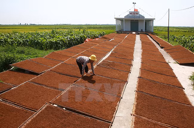 Phơi thuốc lào tại xã Hoà Bình, huyện Vĩnh Bảo. (Ảnh: Lâm Khánh/TTXVN)