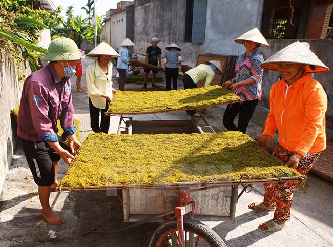 Phơi thuốc lào. (Ảnh: Lâm Khánh/TTXVN)