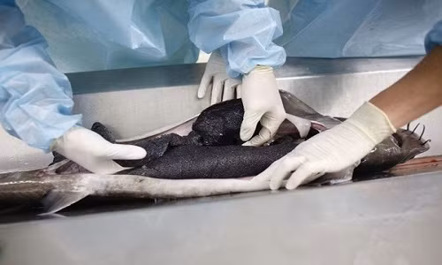 Những vị khách có mặt trong bữa tiệc có dịp chứng kiến các công đoạn như biểu diễn mổ cá tầm lấy trứng, muối trứng cá tại bàn...Ảnh: Tinmoi.