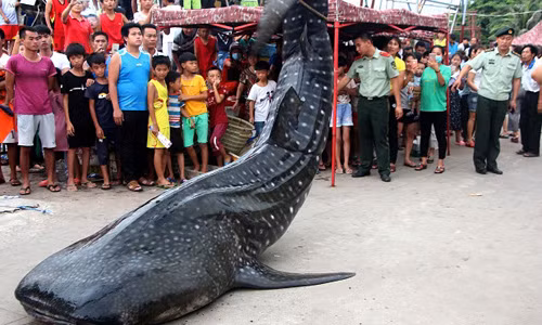 Ca map voi nua tan dat bo, duoc xe cau dua ve bao tang