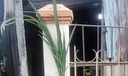 Thuc vat giong cay lua cao 2 m xuat hien o Soc Trang-Hinh-2