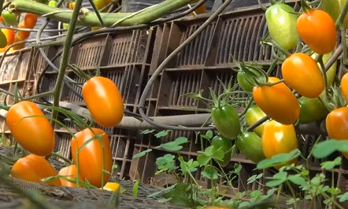 Cà chua vàng được du nhập vào Đà Lạt hơn 10 năm trước. Ảnh: Youtube.