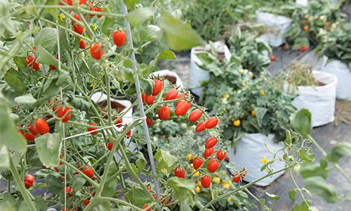 Vườn cà chua bi siêu sạch tại một khu du lịch sinh thái ở Bến Tre. Giống cà chua được nhập từ Australia. Mỗi cây cà chua sẽ cho 2-3kg trái và có thể ăn ngay tại vườn. Ảnh: Baocungcau.