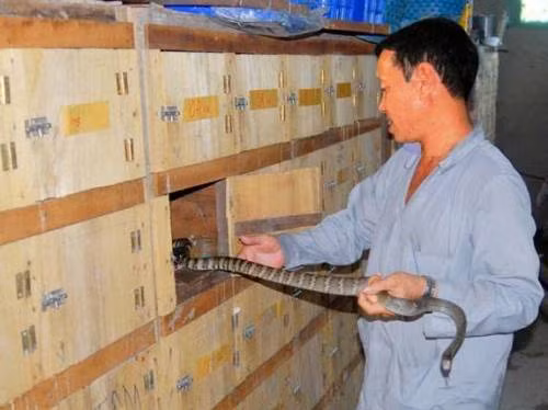 Vào mùa đẻ trứng và phối giống (tháng 3 đến tháng 8), rắn rất hưng dữ. Giai đoạn này được xem là thời điểm vất vả và nguy hiểm nhất trong năm. Ảnh: Ngason.