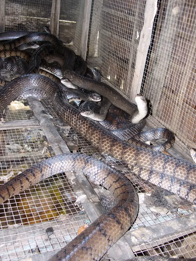 Loài bò sát đáng sợ này cũng được nông dân các tỉnh miền Tây nuôi nhiều. Ảnh: wikiviệt.