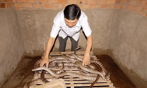 Biết nuôi rắn là nghề nguy hiểm nhưng chẳng ai muốn bỏ vì ước mơ làm giàu. Ảnh: wikiviệt.