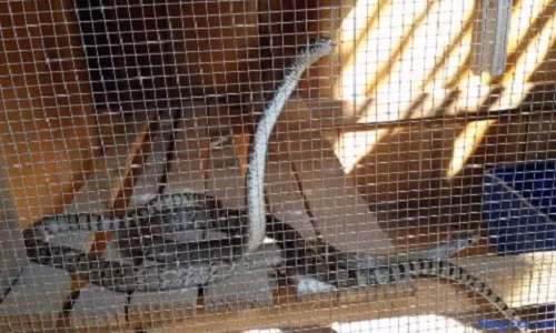 Thấy có người là con rắn dựng đứng lên, cổ phình to ra, nghe rùng mình. Ảnh: Ngason.