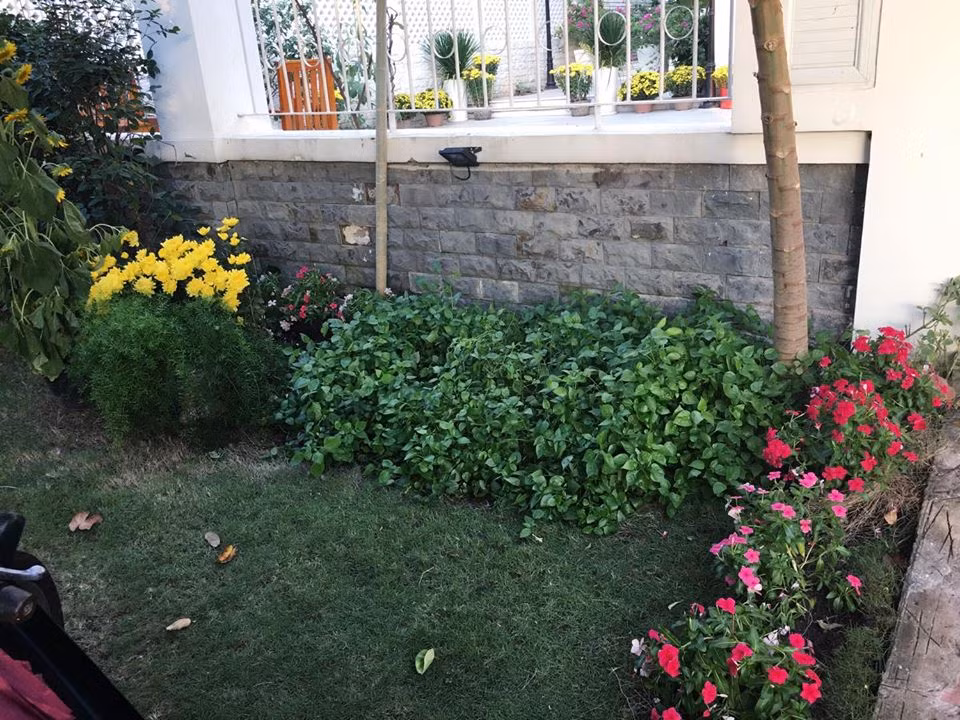 Tường rào bên ngoài nhà của Công Vinh - Thủy Tiên cũng tràn ngập sắc hoa. Ảnh: Facebook Công Vinh.