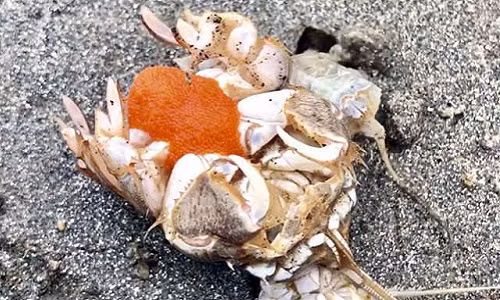 Soi dac san “tieu huynh de” tu bien len ban nhau