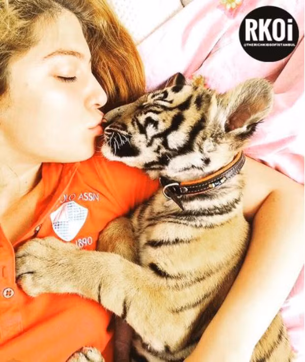 Cô gái chơi trội bằng việc làm bạn với hổ con.