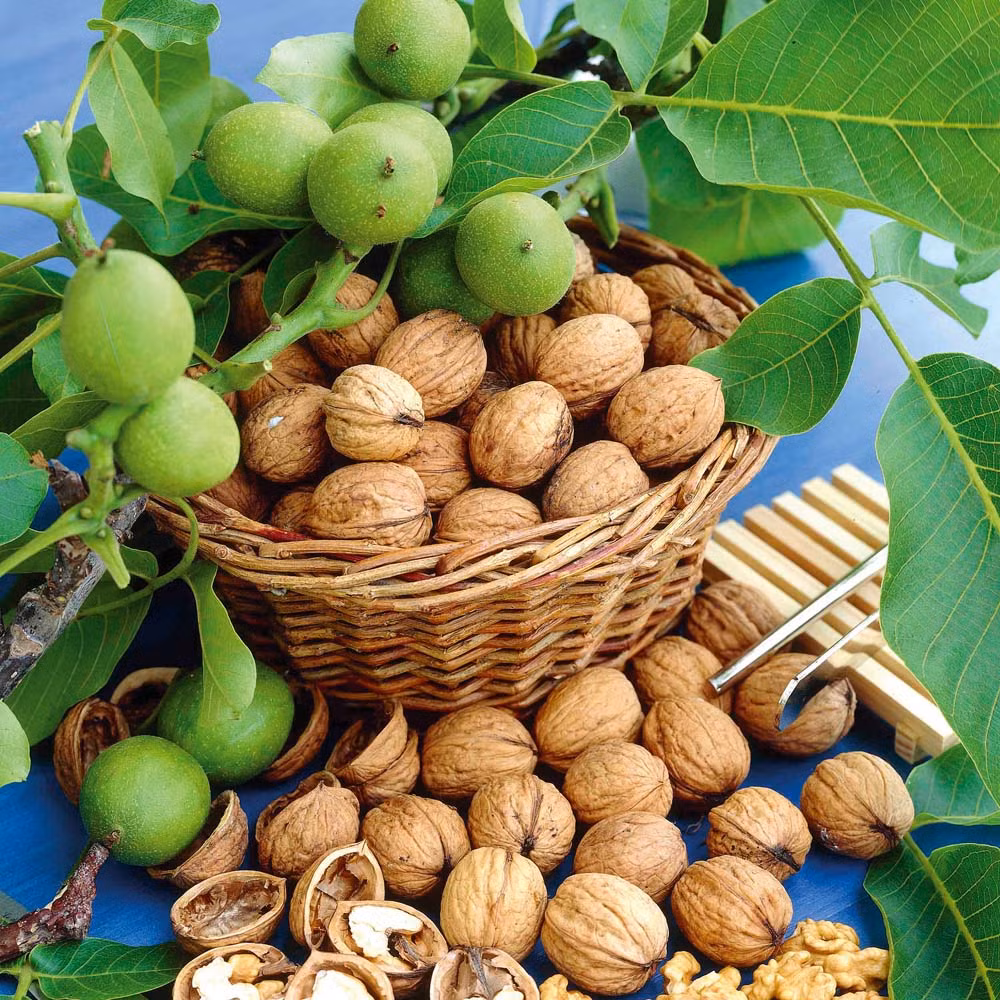 Gần đây, óc chó rừng được trồng nhiều ở một số vùng núi cao phía Bắc như Lạng Sơn, Cao Bằng. Do đó, giá óc chó rừng mềm hơn, chỉ còn khoảng 100.000 đến 150.000 đồng/kg. Ảnh: Thompson &amp; Morgan.