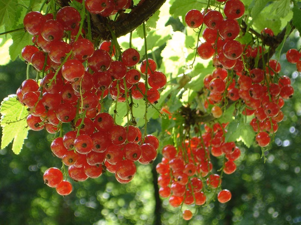 Chúng được trồng leo giàn để làm đẹp cho ngôi nhà. Người dân địa phương dùng chúng để trang trí bánh, mứt và sinh tố. Ảnh: Max Pixel.