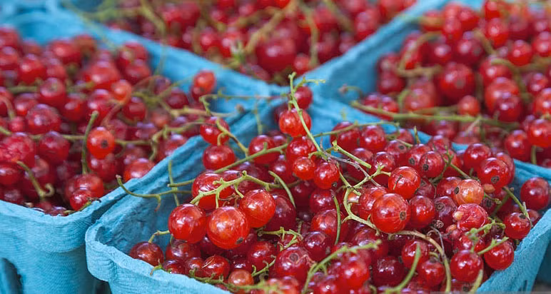 Quả lý chua bán trong các siêu thị ở Pháp có giá khoảng 500.000 đồng/kg. Trong khi đó, chúng được bán ở Việt Nam với giá 2 triệu đồng/kg, dưới cái tên mĩ miều "nho chuỗi ngọc". Ảnh: Getty Image.