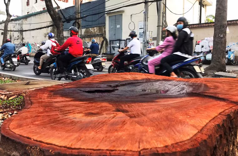 Dù biết kế hoạch đốn hạ, di dời để nhường chỗ cho những công trình hiện đại phục vụ đời sống, nhưng người dân vẫn tiếc nuối 1 trong những hàng cây cổ thụ xưa nhất Sài Gòn.