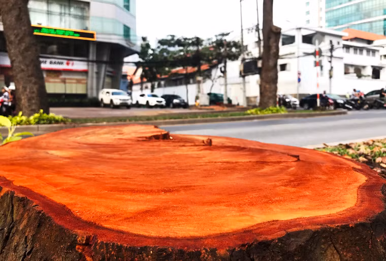 Hình ảnh xót xa của những cây cổ thụ gắn bó với cuộc sống của người dân TP.HCM vừa bị đốn hạ.