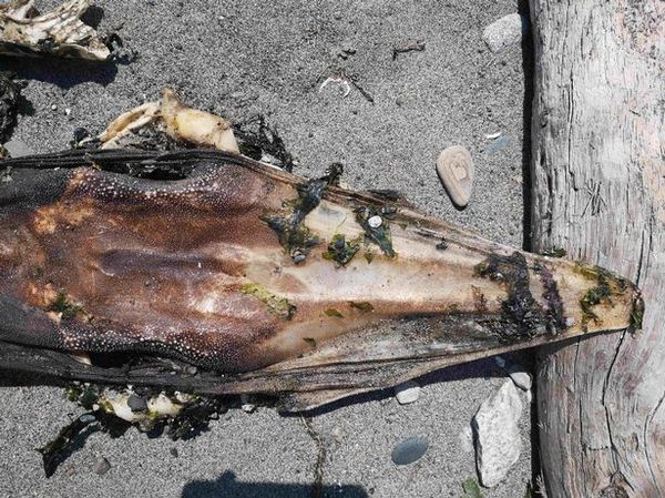 Bi an quai vat dau ca sau, duoi nhon hoat dat bo-Hinh-2