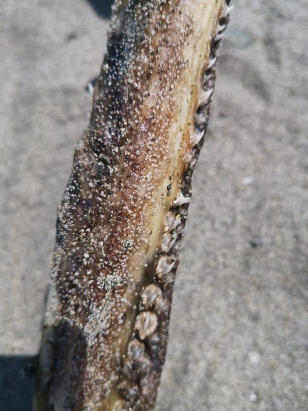 Bi an quai vat dau ca sau, duoi nhon hoat dat bo-Hinh-3