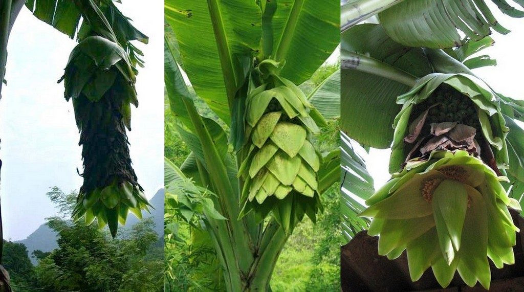 Đặc biệt, đồng bào Raglai lấy hạt chuối cô đơn phơi khô rồi đưa lên bếp sao vàng, sau đó cho vào bình ngâm với rượu gạo, uống sau mỗi bữa ăn để trị các chứng đau lưng, nhức mỏi xương khớp rất hiệu nghiệm.