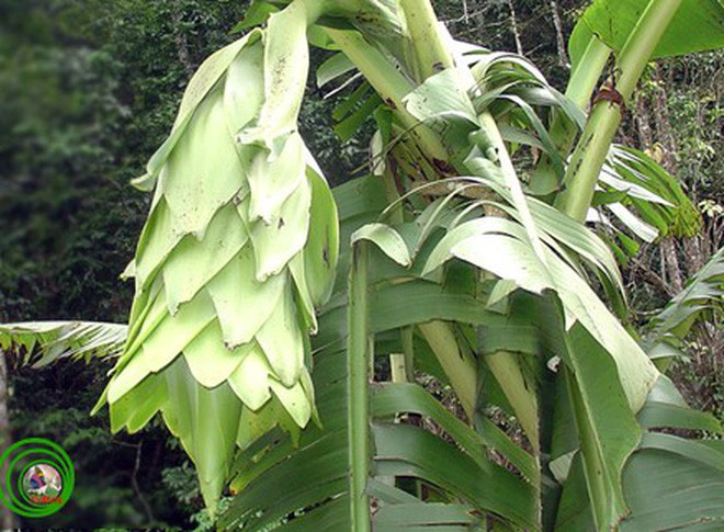 Chuối cô đơn ngâm với rượu ủ lâu có màu vàng hổ phách, hương vị thơm mạnh rất đặc trưng, du khách khi tới tham quan Vườn quốc gia Phước Bình có dịp thưởng thức đã dành tặng cho mỹ từ rượu “Chivas Phước Bình”.