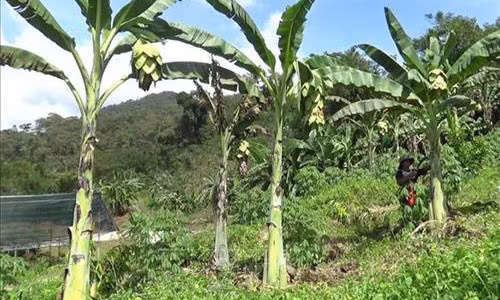  Chuối cô đơn hay còn gọi là chuối mồ côi, chuối hoa sen, chuối hột Phước Bình. Chuối cô đơn có đặc tính sinh thái mọc ở vùng núi cao, cây chỉ tái sinh bằng hạt, từ khi nảy mầm đến trổ buồng chỉ duy nhất một thân cây mẹ, không đẻ cây con như chuối thường. Về đặc điểm, chuối cô đơn có chiều cao từ 3 - 5 mét, gốc phình to, hoa có màu xanh cốm, nở rộ như hoa sen. Cây chuối cô đơn tại Vườn quốc gia Phước Bình (huyện Bác Ái, Ninh Thuận). Ảnh: Nguyễn Thành – TTXVN.