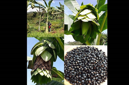 Hợp chất saponin có tác dụng kháng ung thư, kháng viêm, kháng nấm, hạ lipid máu, bảo vệ thần kinh, bảo vệ gan, điều hòa miễn dịch. Hợp chất alkaloid có tác dụng trên các bệnh lý thoái hóa thần kinh, kháng viêm, kháng khuẩn, chống oxy hóa, rối loạn lo âu, kháng ung thư. Các nhóm hợp chất khác cũng đã được chứng minh có tác dụng sinh học.