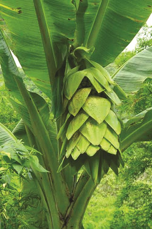 Đây là loài thực vật sống độc lập, phân bố không phổ biến, có tác dụng y học được người dân thu hái ngoài tự nhiên khá nhiều. Vườn quốc gia Phước Bình đang nghiên cứu, nhân giống chuối cô đơn tại vườn thực vật để bảo tồn, chuyển giao cho người dân có nhu cầu trồng nhân rộng.