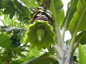 Ông Nguyễn Anh Tuấn – Phòng Khoa học và Hợp tác Quốc tế - Vườn quốc gia Phước Bình cho biết, chuối cô đơn là loài thực vật ngoài chức năng góp phần làm đa dạng môi trường sinh thái còn được người dân địa phương sử dụng làm dược liệu có tác dụng điều trị một số bệnh trong y học dân gian.