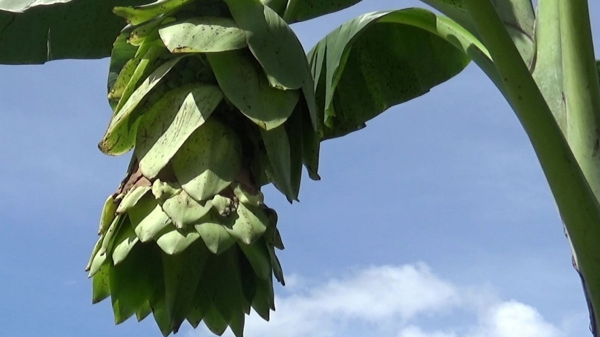 Tại Ninh Thuận, giống chuối cô đơn hay còn gọi là chuối mồ côi phân bố chủ yếu ở Vườn quốc gia Phước Bình.