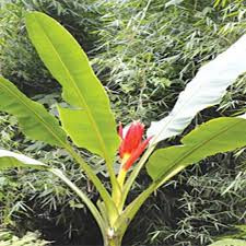 Theo đó, có thể trồng nhân rộng chuối cô đơn để phát triển nguồn lợi thu hoạch, nhằm giảm bớt tình trạng phụ thuộc vào nguồn thu hái ngoài tự nhiên như trước đây.